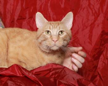 Domestic Short Hair Cats Available for Adoption in Rock Falls, Illinois - Van Gogh | PetCurious