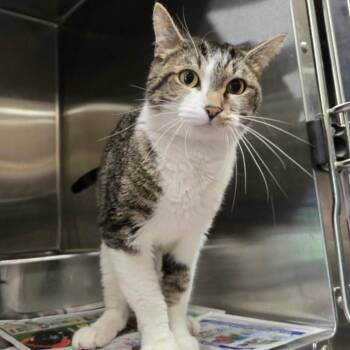 Domestic Short Hair Cats Available for Adoption in Oak Brook, Illinois - Monet | PetCurious