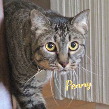 Penny #quiet-cuddler -  Tabby and Domestic Short Hair Cat for Adoption in Houston, Texas - Penny #quiet-cuddler | PetCurious