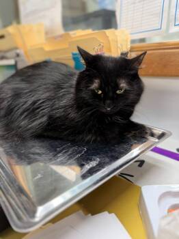Domestic Long Hair Cats Available for Adoption in Algona, Iowa - QUEEN | PetCurious