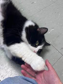 Arthur -  Domestic Long Hair Cat for Adoption in Montreal, Quebec - Arthur | PetCurious
