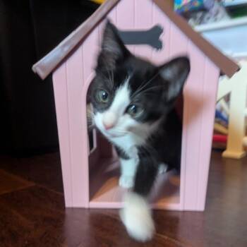 Da Nang -  Domestic Short Hair Cat for Adoption in Westminster, California - Da Nang | PetCurious