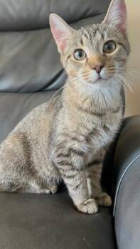 Empanada -  Domestic Short Hair Cat for Adoption in Mokena, Illinois - Empanada | PetCurious