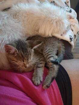 Rescue Domestic Short Hair Cats for Adoption in Camden, South Carolina - Costner (Available For Pre-adoption) | PetCurious