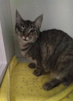 Bonnie -  Domestic Short Hair Cat for Adoption in Palm Coast, Florida - Bonnie | PetCurious
