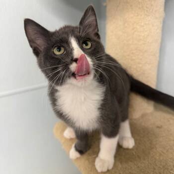 Cabo -  Domestic Short Hair Cat for Adoption in Pontiac, Illinois - Cabo | PetCurious