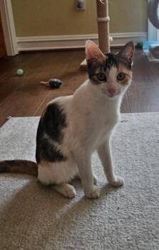 Chloe -  Domestic Short Hair Cat for Adoption in Boston, Massachusetts - Chloe | PetCurious