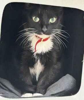 Mittens -  Domestic Short Hair Cat for Adoption in Maple Ridge, British Columbia - Mittens | PetCurious
