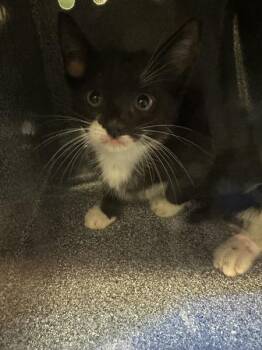 Tadpole -  Domestic Short Hair Cat for Adoption - Tadpole | PetCurious