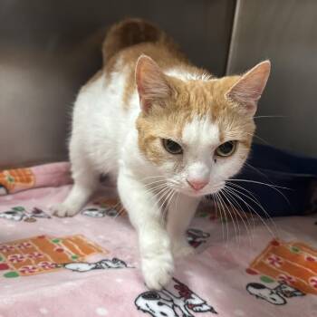 Domestic Short Hair Cats Available for Adoption in Titusville, Florida - Serotonin | PetCurious