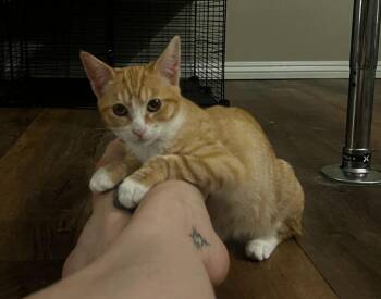 Domestic Short Hair Cats Available for Adoption in San Jacinto, California - Jalapeño | PetCurious