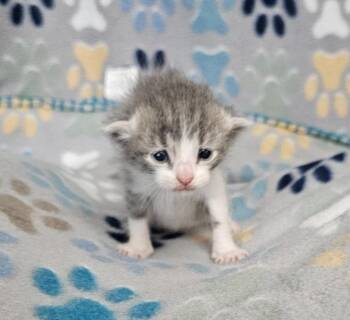 Elvis -  Domestic Short Hair Cat for Adoption in Wabash, Indiana - Elvis | PetCurious