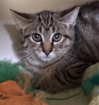 LUPINE -  Domestic Short Hair Cat for Adoption in Dedham, Massachusetts - LUPINE | PetCurious