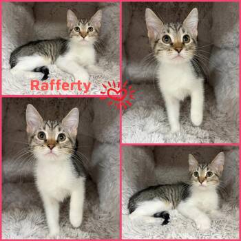 Domestic Short Hair Cats Available for Adoption - Rafferty | PetCurious