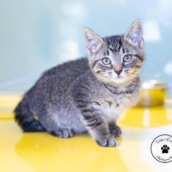 Lemonhead -  Domestic Short Hair Cat for Adoption in Abilene, Texas - Lemonhead | PetCurious