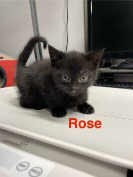 Rescue Domestic Short Hair Cats for Adoption in Goodlettsville, Tennessee - Rose | PetCurious