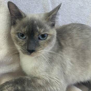 Shiro & Kuro -  Siamese Cat for Adoption in Burlingame, California - Shiro & Kuro | PetCurious