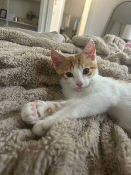 Prince -  Domestic Short Hair Cat for Adoption in Overland Park, Kansas - Prince | PetCurious
