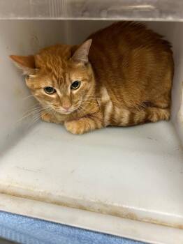 Domestic Short Hair Cats Available for Adoption - Bosco | PetCurious