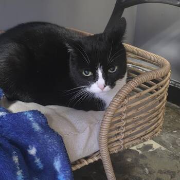 Domestic Short Hair Cats Available for Adoption in Hamburg, New York - Toula  | PetCurious