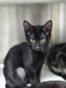Rescue Domestic Short Hair Cats for Adoption in North Charleston, South Carolina - 89267a Alice-PetSmart West Ashley | PetCurious