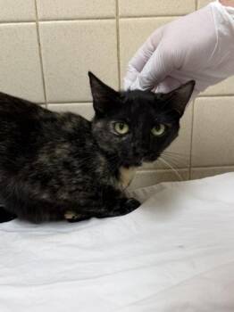 Tiffany -  Domestic Short Hair Cat for Adoption in San Antonio, Texas - Tiffany | PetCurious