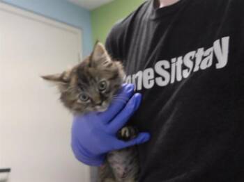 DANIELLE -  Domestic Short Hair Cat for Adoption in Omaha, Nebraska - DANIELLE | PetCurious