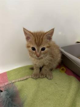 CHICAGO -  Domestic Short Hair Cat for Adoption in Charlotte, North Carolina - CHICAGO | PetCurious
