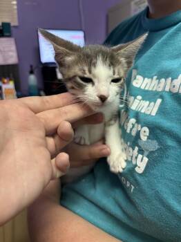 SINISTRA -  Domestic Short Hair Cat for Adoption in Fort Walton Beach, Florida - SINISTRA | PetCurious
