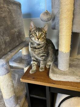 Zucchini -  Domestic Short Hair Cat for Adoption in Sparta, Illinois - Zucchini | PetCurious