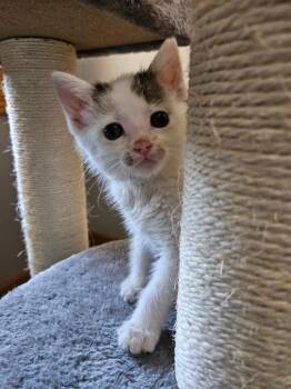 Domestic Short Hair Cats Available for Adoption in Minneapolis, Minnesota - Tessa | PetCurious