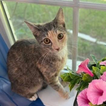 Dilute Calico and Domestic Short Hair Cats Available for Adoption in Friendswood, Texas - Willow Taylor | PetCurious
