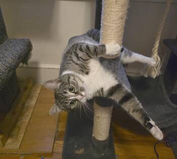 Domestic Short Hair Cats Available for Adoption - Rosie (aka Derpy) | PetCurious