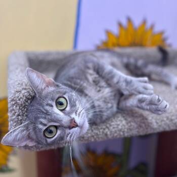 Rescue Domestic Short Hair Cats for Adoption in San Pablo, California - Gracie | PetCurious