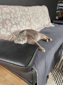Rescue Domestic Short Hair Cats for Adoption in St. Cloud, Minnesota - Gracie | PetCurious