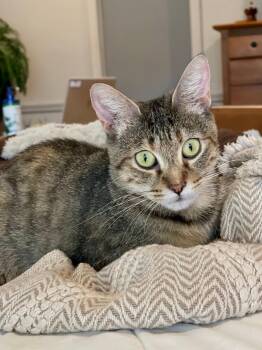 Rescue Egyptian Mau Cats for Adoption in Boca Raton, Florida - Dorothy | PetCurious