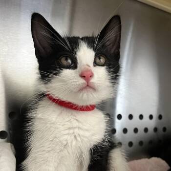 Kipps -  Domestic Short Hair Cat for Adoption in Lynchburg, Virginia - Kipps | PetCurious