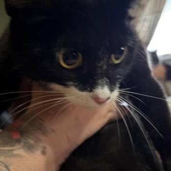 Mittens -  Domestic Short Hair Cat for Adoption in Lancaster, Ohio - Mittens | PetCurious