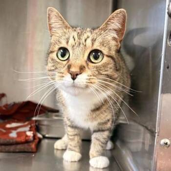 Pork And Beans -  Domestic Short Hair Cat for Adoption in Davenport, Iowa - Pork And Beans | PetCurious