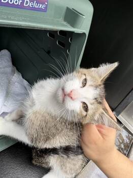 SAMMIE -  Domestic Short Hair Cat for Adoption in Pearland, Texas - SAMMIE | PetCurious