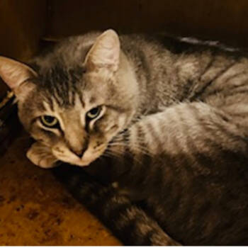 Rescue Domestic Short Hair Cats for Adoption in Austin, Texas - Alpha | PetCurious