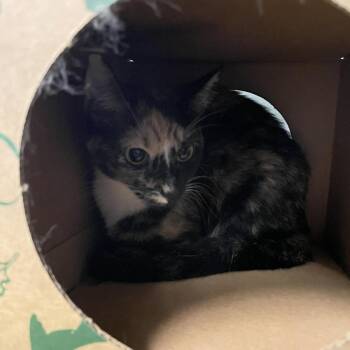 Bristle -  Domestic Short Hair Cat for Adoption in Saint Charles, Missouri - Bristle | PetCurious