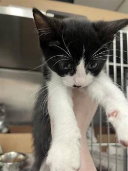 9 to 5 -  Domestic Short Hair Cat for Adoption in West Chester, Pennsylvania - 9 To 5 | PetCurious