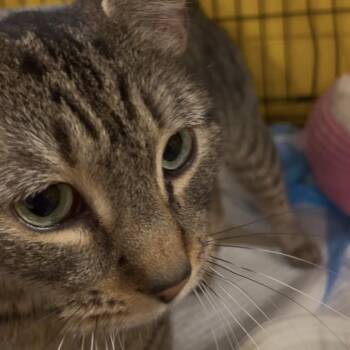 Domestic Short Hair Cats Available for Adoption - Pinkie Pie | PetCurious