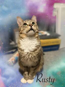 Domestic Short Hair Cats Available for Adoption in Charlotte, North Carolina - Rusty | PetCurious