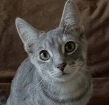 Belle -  Domestic Short Hair Cat for Adoption in Chicago, Illinois - Belle | PetCurious