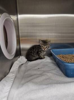 Domestic Short Hair Cats Available for Adoption - MITSKI | PetCurious