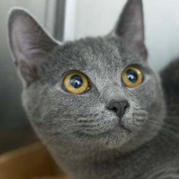 Haught 5 - Dwight -  Domestic Short Hair Cat for Adoption in Donalsonville, Georgia - Haught 5 - Dwight | PetCurious