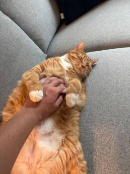 Papaya5 -  Domestic Short Hair Cat for Adoption in New York, New York - Papaya5 | PetCurious