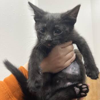 Domestic Short Hair Cats Available for Adoption in Chicago, Illinois - Smee | PetCurious